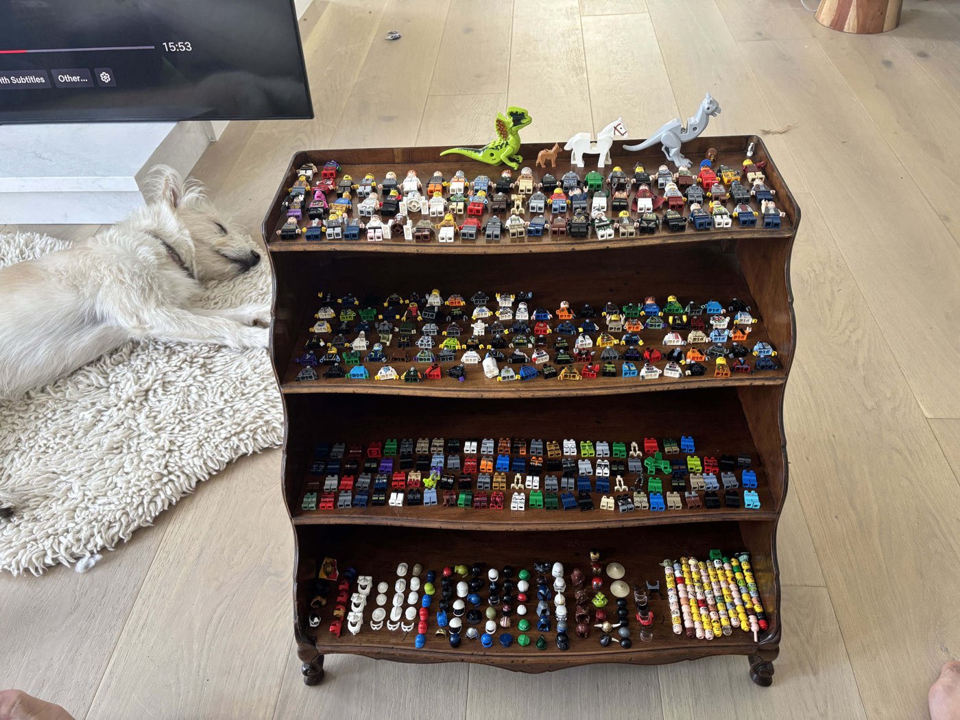 A four-shelf wooden case sorted for identification: assembled minifigures on the top shelf, then a shelf of torsos, a shelf of legs, and a shelf of headgear and heads... with a dog asleep on a rug beside it.